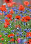 A5 notitieboek
blanco
'klaproos korenbloem'